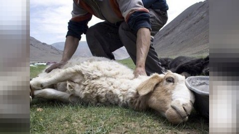 Hansı heyvanları qurban kəsmək olar? - Vacib TÖVSİYƏLƏR