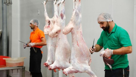 Qurbanlıq heyvanların kəsim və satış yerləri - SİYAHI
