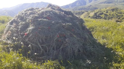 14 tona yaxın çətənə kolu məhv edildi 
