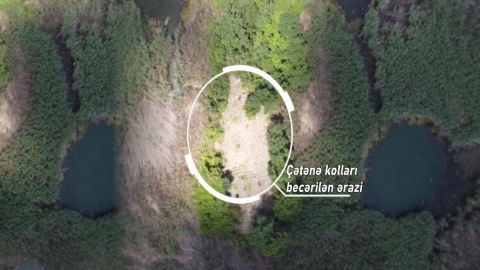 Göldə çətənə kolu yetişdirən şəxs saxlanıldı - FOTO