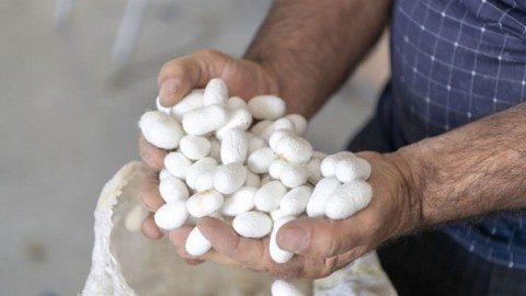 Tədarük məntəqələrinə 190 ton yaş barama təhvil verilib