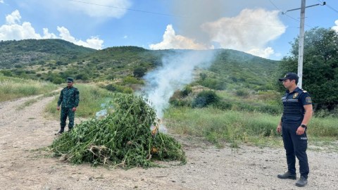 Zəngilanda 2 tona yaxın çətənə bitkisi məhv edilib