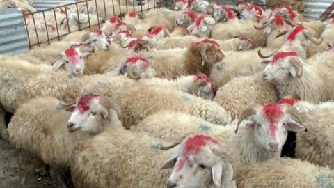 Bayramda Baytarlıq Xidmətləri Mərkəzi gücləndirilmiş iş rejimində çalışacaq - FOTO