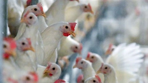 Daha bir ölkə quş qripinə qarşı vaksin alır