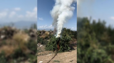 3 ton çətənə məhv edildi 