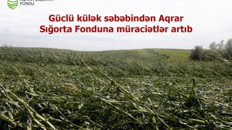 Aqrar Sığorta Fonduna müraciətlər daxil olmaqdadır