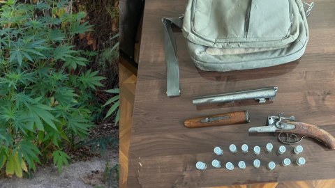 Polis Xızıda əməliyyat keçirdi - Silah və çətənə kolları aşkarlandı