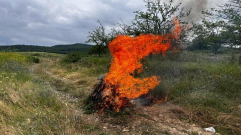 Qırmızı Bazar qəsəbəsində 1 tondan çox çətənə bitkisi yandırıldı