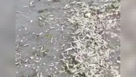 Xəzər sahillərində ölü balıqlar aşkarlandı: Nazirlik hərəkətə keçdi - VİDEO