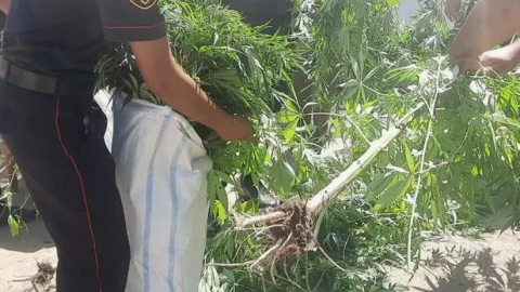 Bağda narkotik əkən Lerik sakinləri tutuldu - FOTO