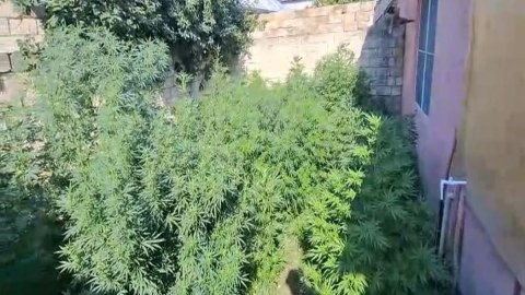 Çətənə kolları becərən iki ailənin üzvləri saxlanıldı - FOTO