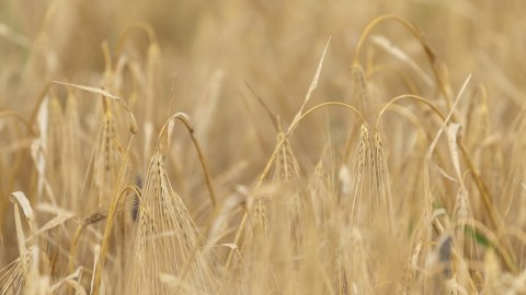Azərbaycandakı taxıl sahələrinin 90 %-də biçin yekunlaşıb