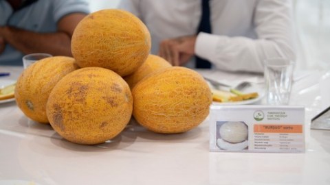 Azərbaycanda 6 qədim yemiş sortu bərpa olundu - FOTOLAR
