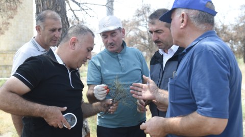 1000-dən artıq Eldar şamı niyə quruyub?