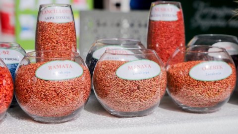Şəki və Oğuzda Aqrobiznes Festivalı keçirilib - FOTOLAR