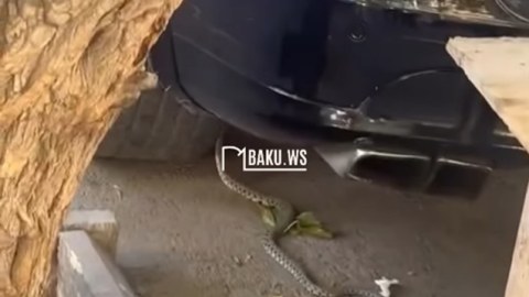 “28 May”da ilanlar peyda oldu, Zoologiya İnstitutu “normal haldır” deyir - VİDEO