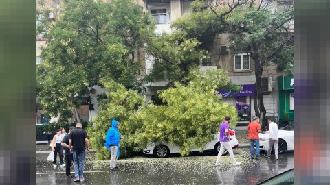 Bakıda qurumuş ağac problemi - Vətəndaşlar nə etməlidir?