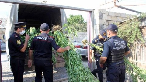 Polis Xaçmazda əməliyyat keçirdi - 379 kiloqram çətənə kolu aşkarlandı