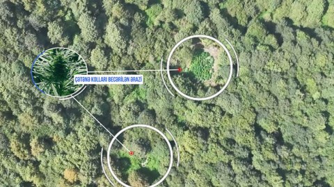 Meşənin içində narkotik plantasiyaları tapıldı - FOTO