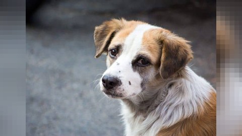Heyvanlara qarşı zorakılıq psixoloji sağlamlığa necə təsir edir? - Uşaqların gələcəyi əldən gedir...