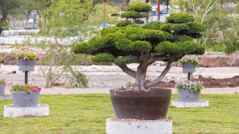 Xocalı bulvarından GÖRÜNTÜLƏR
