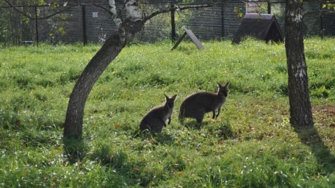 Parkdan kenquru balaları OĞURLANDI