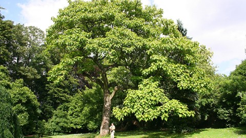 Azərbaycanda COP29-la bağlı park salınacaq