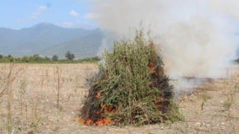 Naxçıvanda 2 ton çətənə kolu məhv edildi