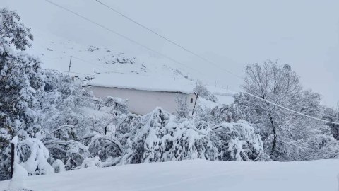 Lerikdə 17 sm qar yağıb - FAKTİKİ HAVA