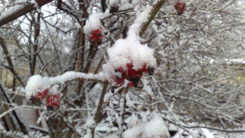 Faktiki hava: Qubaya qar yağır