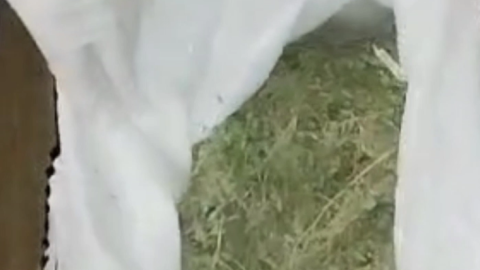 Narkotiklə tutulan şəxsin oğurluğu da üzə çıxdı