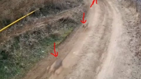 Azərbaycanda canavar sürüsü göründü - VİDEO