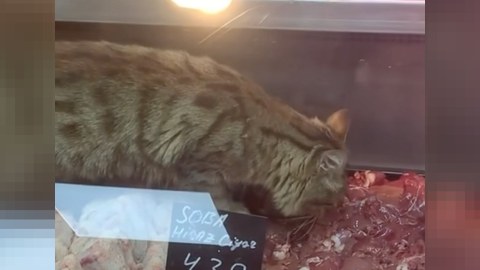 Bakıda iyrənc mənzərə: Marketdə ət satılan soyuducuya pişik girdi - Rəsmi AÇIQLAMA