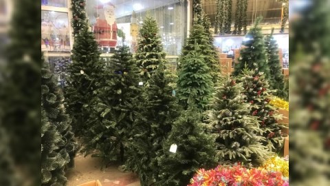 Bakıda "yolka" bahalaşıb - Ən ucuzu 50 MANAT