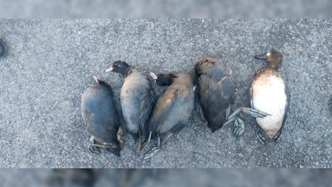 Qanunsuz ov edən şəxs saxlanıldı