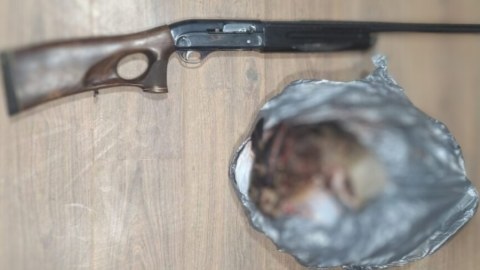 Lerikdə qanunsuz ov edən şəxs saxlanıldı