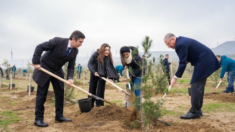 Azərbaycanın COP-29 komandası ağacəkmə aksiyasında