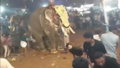 Fil insanlara hücum etdi: 17 yaralı var - ANBAAN GÖRÜNTÜLƏR