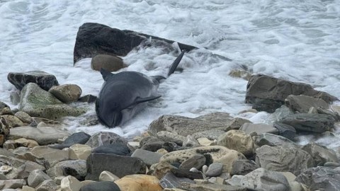 60 ölü delfin TAPILDI