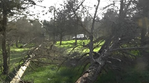 Yasamalda quruyan ağaclarla bağlı RƏSMİ AÇIQLAMA