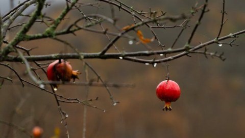Rayonlarda hava yağıntılı olub - FAKTİKİ HAVA