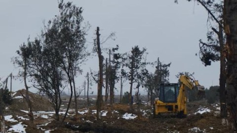 Yeni yolun inşası ilə əlaqədar ərazidəki yaşıllıq köçürülür - FOTO