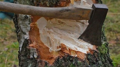 Qanunsuz ağac kəsmə: 3 milyon ziyan dəyib