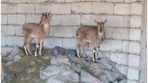Ovçunun fermasında dağ keçiləri aşkarlandı 