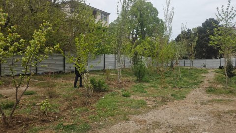 Sumqayıtda çıxarılan ağacların yerində yeniləri əkildi - FOTOLAR