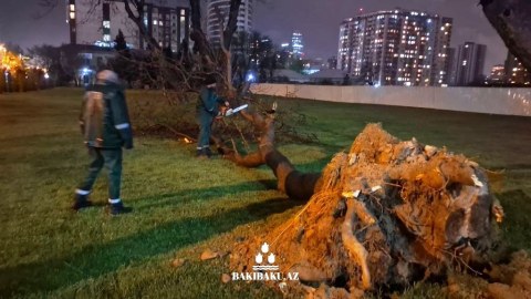 Güclü külək Bakıda 368 ağacı sındırdı, 55-i zədələdi