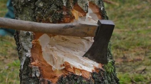 MTK ağacları kəsdi: cinayət işi açıldı