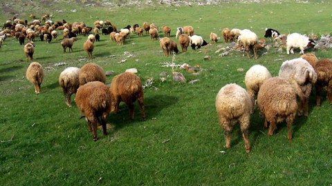 Samuxda Kəlbəcər sakininin 154 baş qoyunu oğurlandı