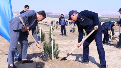 Müşfiqabadda ağacəkmə aksiyası - FOTO