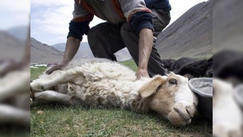 Qurban bayramı yaxınlaşır - heyvan kəsiminin tələbləri